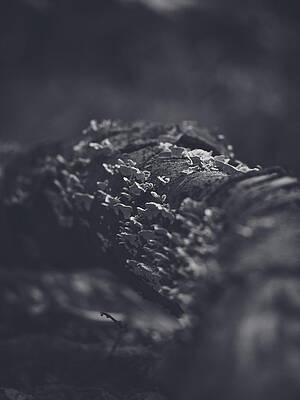 Raw Photograph - Candlesnuff Trail Black And White by Scott Lyons