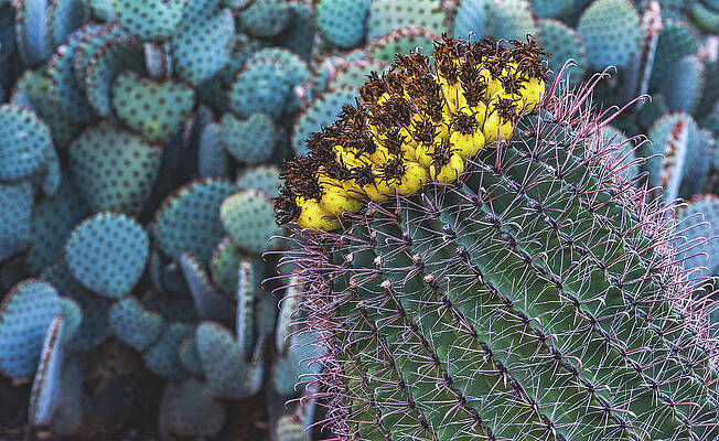 Wall Art featuring the photograph Candy Barrel Cactus, Arizona by Abbie Warnock