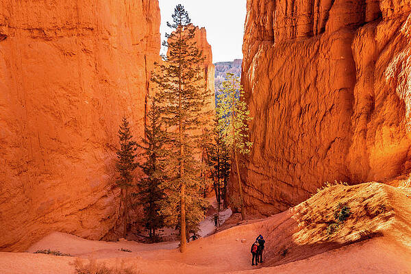 Rock Wall Art featuring the photograph Canyon Pine Trees by Craig A Walker