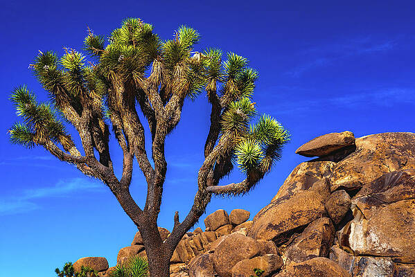 California Photograph - Cap Rock, Joshua Tree NP, California by Abbie Warnock