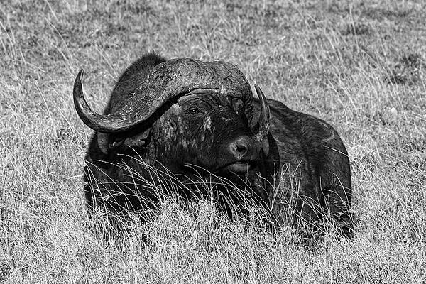 Wall Art featuring the photograph Cape Buffalo 1B by Sally Fuller