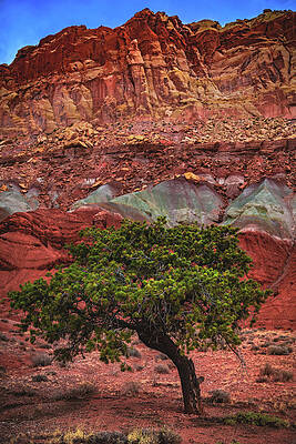 Park Photograph - Capitol Reef Tree, Utah by Abbie Warnock