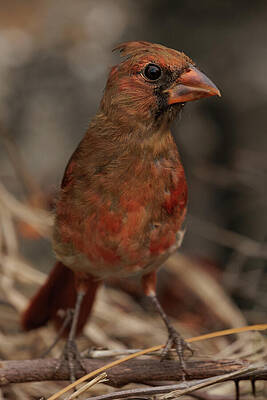 Feather Photograph - Card0165 by RD Allen