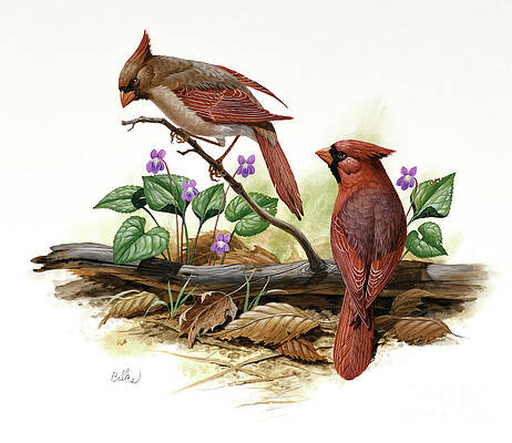 Cardinal And Birdsfoot Violet Print