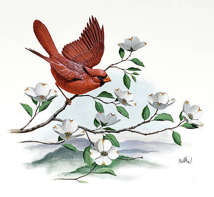 Cardinal And Flowering Dogwood Print