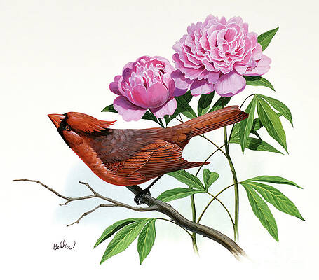 Cardinal And Peony Print