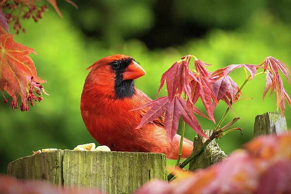 Nature Wall Art featuring the photograph Cardinal Close Up by Jason Fink