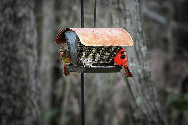 Photograph - Cardinal Couple by Steven Nelson