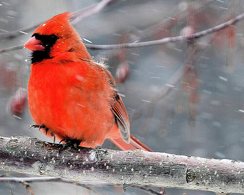 Cardinal Photograph - Cardinal In Snowstorm by Robert Allen Hill