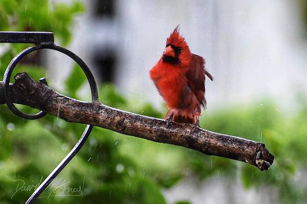 Bird Wall Art featuring the photograph Cardinal In The Rain by David McKinney