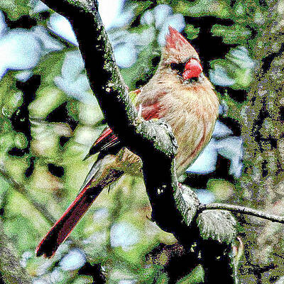 Wall Art featuring the photograph Cardinal by John Linnemeyer