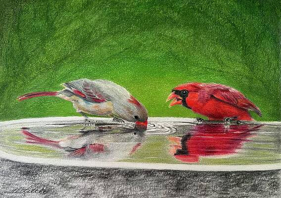 Nature Wall Art featuring the drawing Cardinals by Marlene Little