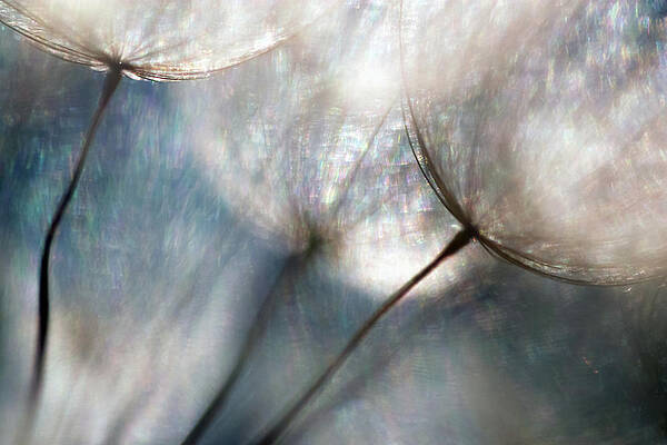 Abstract Photograph - Carefree by Ursula Abresch