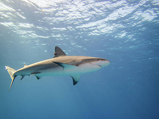Underwater Wall Art featuring the photograph Caribbean Reef Shark In The Blue by Brian Weber