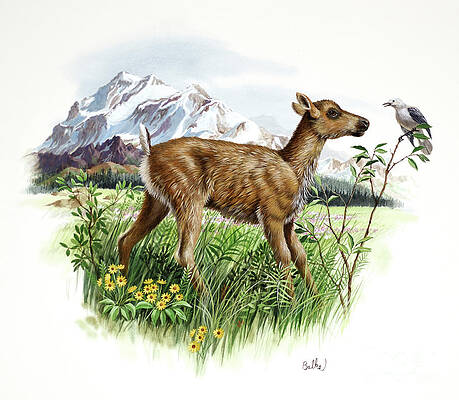 Animal Wall Art featuring the painting Caribou by Don Balke