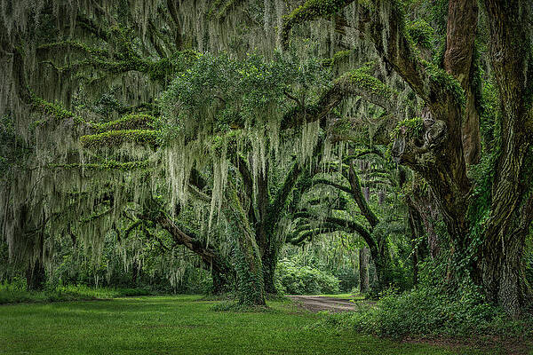 Natural Photograph - Carolina Canopy by Maryanne Keeling