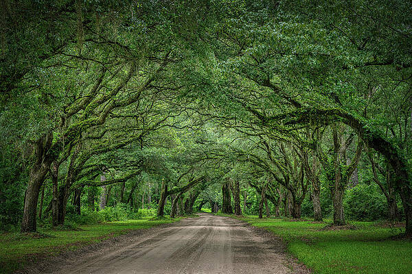 Natural Photograph - Carolina Cathedral by Maryanne Keeling