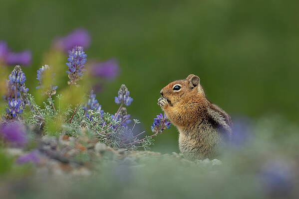 Wilderness Wall Art featuring the photograph Cascade Golden-mantled Ground Squirrel Eating Flowers by Nancy Gleason