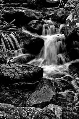 Cascading Forest Stream Wall Art