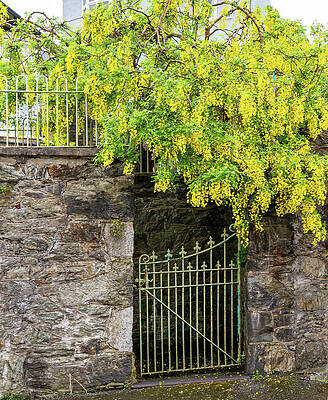 Yellow Blooms Over Iron Gate Wall Art