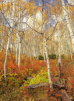 Wall Art featuring the photograph Castle Creek Trail In Autumn by Dan Sproul