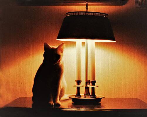 Wall Art featuring the photograph Cat Lamp by John Linnemeyer