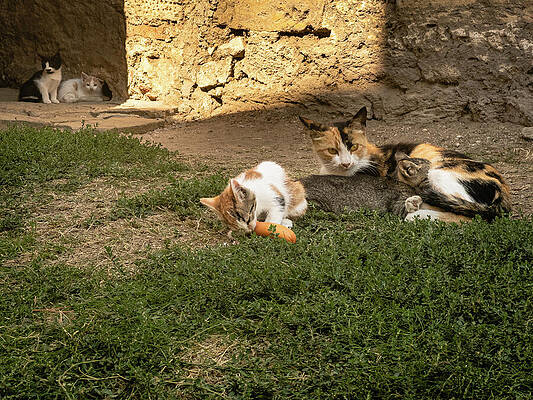 Beautiful Photograph - Cat With Her Kittens, Bulgarian Fort by Robert Niemeier