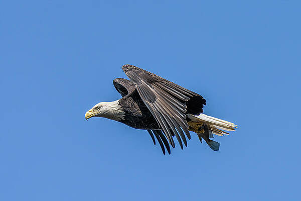 Beautiful Wall Art featuring the photograph Catch by James Overesch