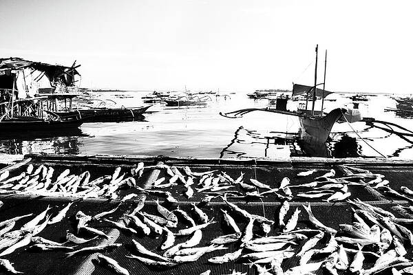 Wall Art featuring the photograph Catch by Mia Badenhorst