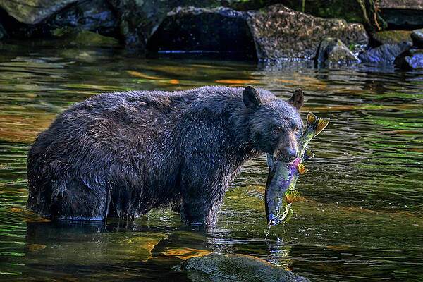 Wildlife Photograph - Catch Of The Day by Maryanne Keeling