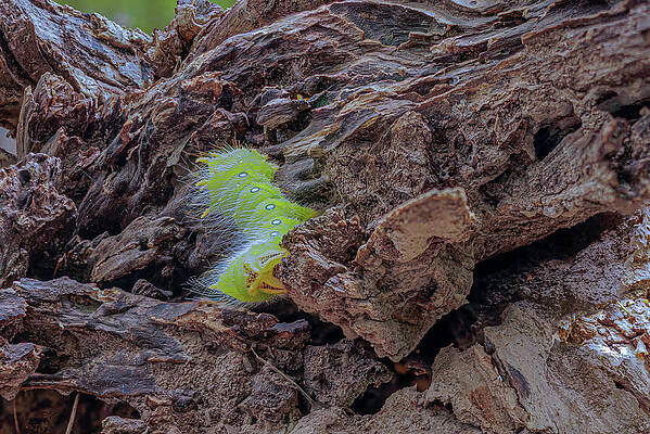 Tree Photograph - Caterpillar, Missouri by Robert Niemeier