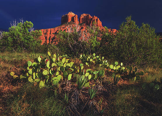 Utah Photograph - Cathedral Rock With Cactus, Sedona Arizona by Abbie Warnock