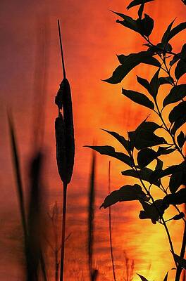 Wall Art featuring the photograph Cattail Sunset, Lake Wingra, Madison, WI by Steven Ralser