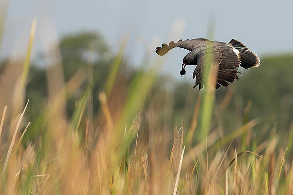 Cattails And Apple Snails Print