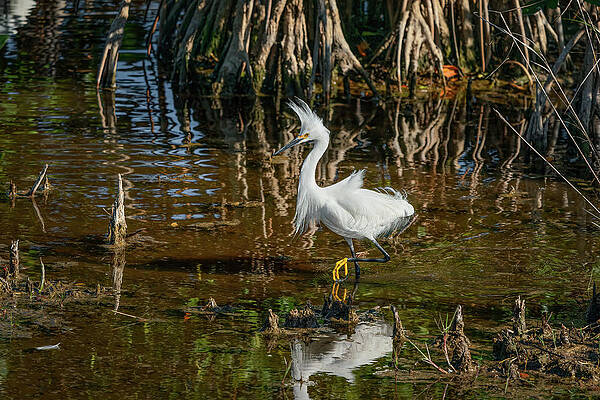 Water Wall Art featuring the photograph Cattle Egret by Chris Allmendinger