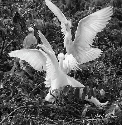 Wildlife Photograph - Cattle Egret by David McKinney