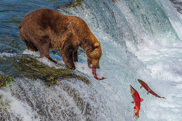 Bear Catching Salmon in Waterfall Wall Art