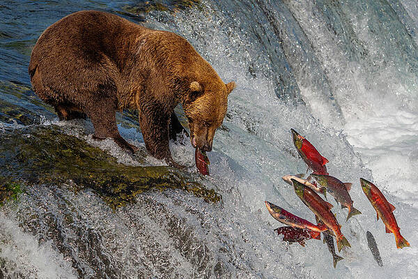 Bear Catching Salmon by the Waterfall Wall Art