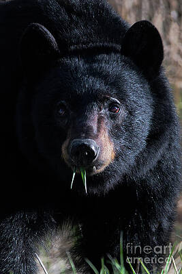Wildlife Photograph - Caught Munching by Thomas Nay