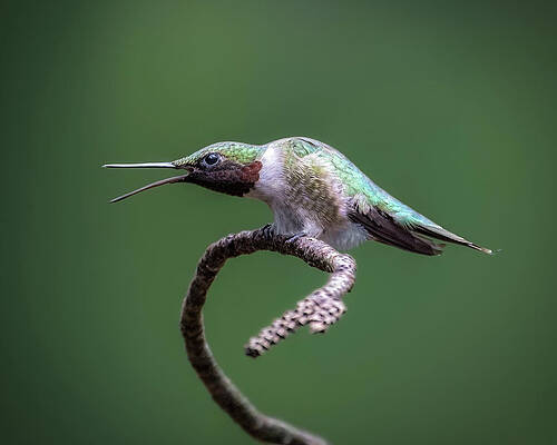 Beautiful Wall Art featuring the photograph Caw Caw by James Overesch