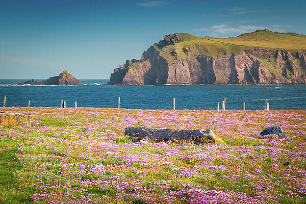 Landscape Photograph - Ceann Sibeal Beyond The Pink by Mark Callanan