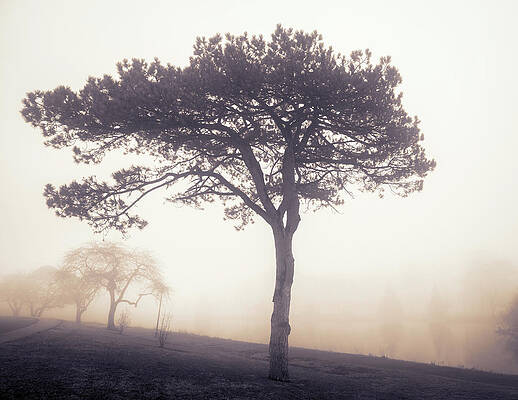 Sunrise Wall Art featuring the photograph Cedar Beach Fog Sunrise By Lake Muhlenberg by Jason Fink