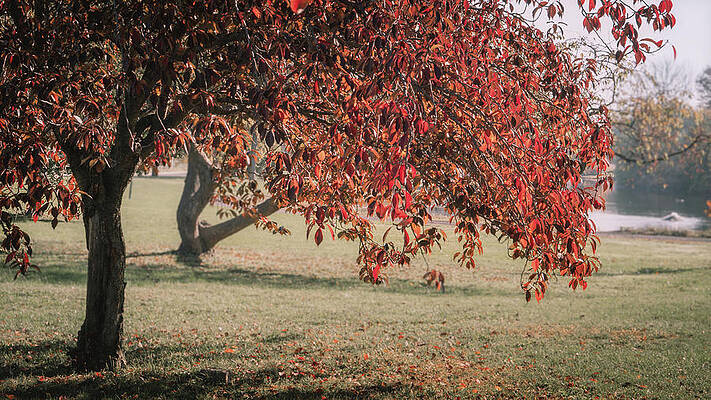 Fall Photograph - Cedar Beach Park Red Autumn Leaves by Jason Fink