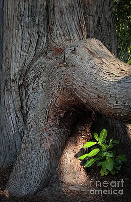 Beautiful Photograph - Cedar Elephant by D Lee