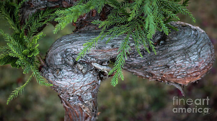 Green Photograph - Cedar Infinity by D Lee