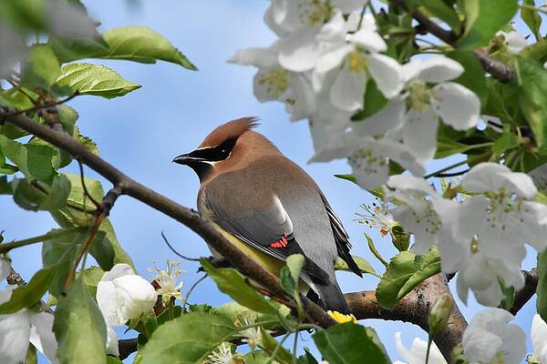 Nature Wall Art featuring the photograph Cedar Waxwing by Alden White Ballard