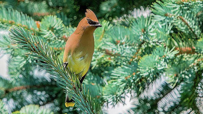Wall Art featuring the photograph Cedar Waxwing by Michael DeGrenier