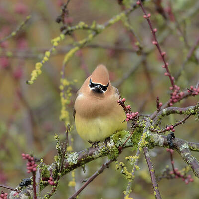 Wall Art featuring the photograph Cedar Waxwing With Attitude by Nancy Gleason