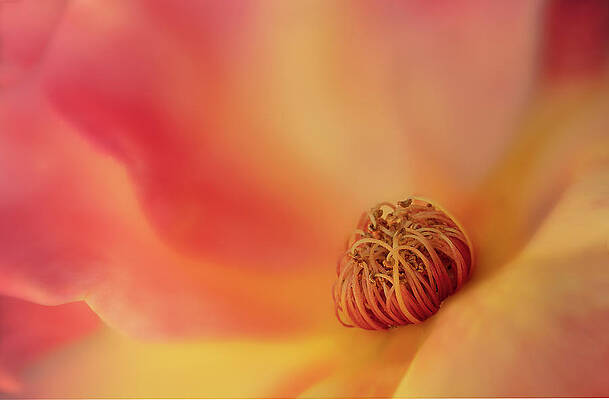 Wall Art featuring the photograph Center Of The Rose by Mary Jo Allen
