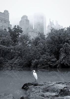 Monochromatic Wall Art featuring the photograph New York- Central Park by Anorel